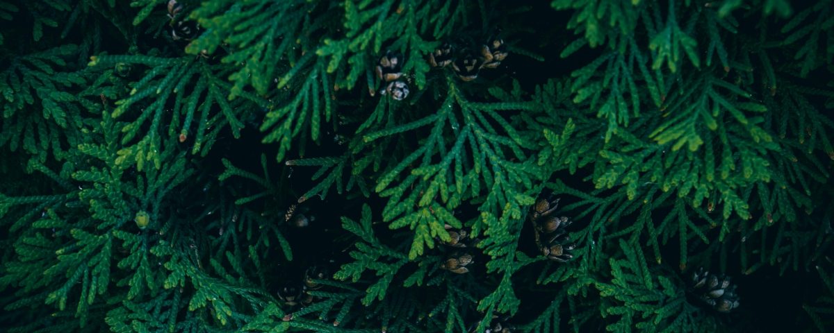 Close-up view of green Thuja foliage with brown pine cones, creating a textured nature background.